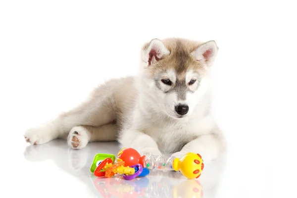Adorable Cachorro Husky Siberiano Sobre Fondo Blanco — Foto de Stock