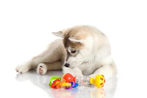 Adorabile Cucciolo Siberiano Husky Sfondo Bianco — Foto Stock