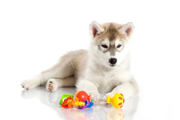 Adorable Chiot Husky Sibérien Sur Fond Blanc — Photo