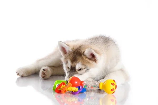 Adorable Chiot Husky Sibérien Sur Fond Blanc — Photo