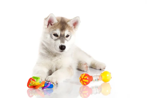 Schattige Siberische Husky Puppy Witte Achtergrond — Stockfoto