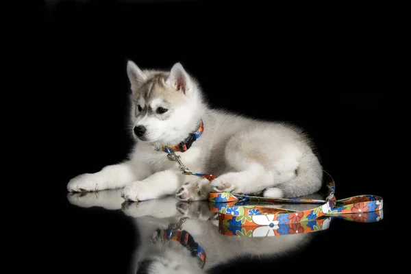 Adorável Siberian Husky Filhote Cachorro Fundo Preto — Fotografia de Stock