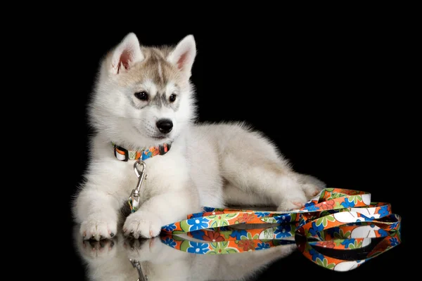 스러운 시베리아 허스키 강아지 — 스톡 사진