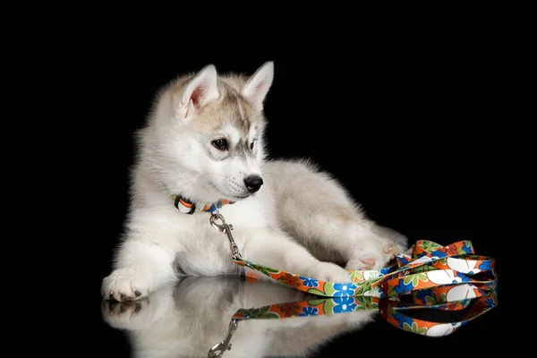 Adorável Siberian Husky Filhote Cachorro Fundo Preto — Fotografia de Stock