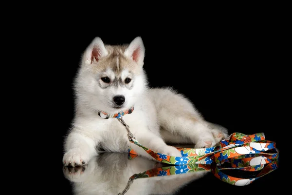 Schattige Siberische Husky Puppy Zwarte Achtergrond — Stockfoto