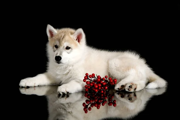 Schattige Siberische Husky Puppy Met Kerstversiering Zwarte Achtergrond — Stockfoto