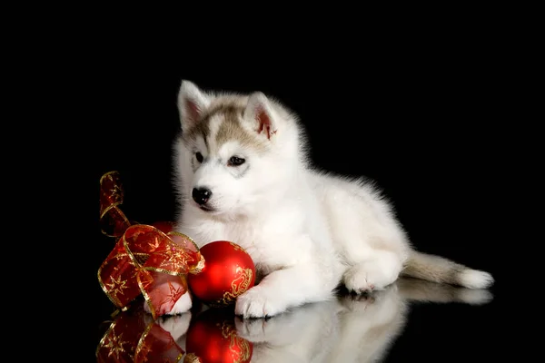 Uroczy Syberyjski Szczeniak Husky Dekoracjami Świątecznymi Czarnym Tle — Zdjęcie stockowe