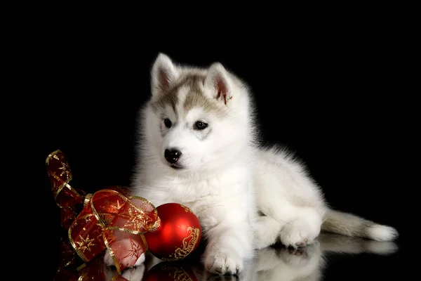 Uroczy Syberyjski Szczeniak Husky Dekoracjami Świątecznymi Czarnym Tle — Zdjęcie stockowe