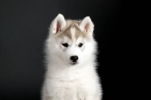 Adorable Cachorro Husky Siberiano Sobre Fondo Negro — Foto de Stock