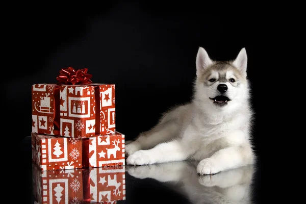 Adorable Cachorro Husky Siberiano Con Regalos Navidad Sobre Fondo Negro —  Fotos de Stock