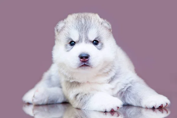 Adorable Siberian Husky Puppy Studio Background — Stock Photo, Image