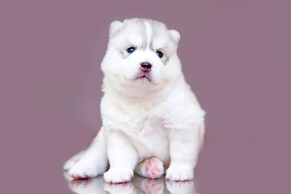 Adorable Chiot Husky Sibérien Sur Fond Studio — Photo