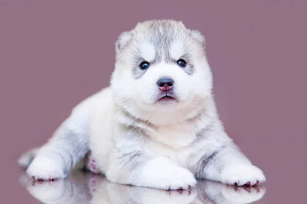 Adorabil Siberian Husky Catelus Fundal Studio — Fotografie, imagine de stoc