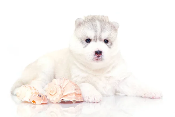 Beyaz Arka Planda Deniz Kabukları Olan Sevimli Sibirya Husky Köpeği — Stok fotoğraf