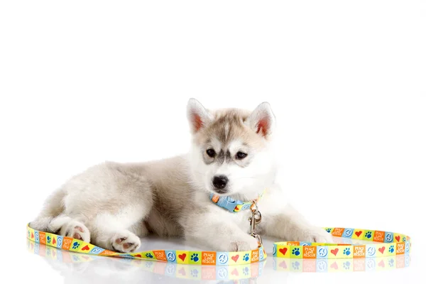 Adorable Siberian Husky Puppy White Background Stock Photo