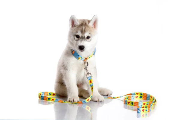 Adorable Siberian Husky Puppy White Background Royalty Free Stock Images