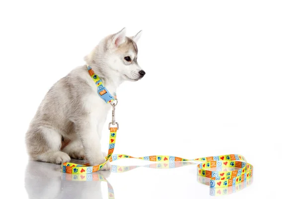 Adorable Siberian Husky Puppy White Background Stock Picture