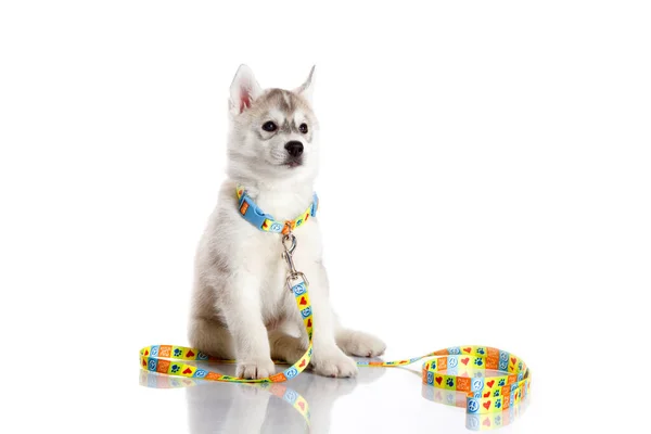 Adorable Siberian Husky Puppy White Background Royalty Free Stock Images