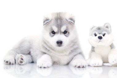 Beyaz arka planda sevimli Sibirya Husky köpeği
