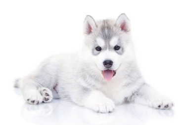 Beyaz arka planda sevimli Sibirya Husky köpeği
