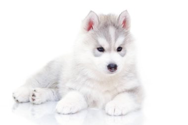 Beyaz arka planda sevimli Sibirya Husky köpeği