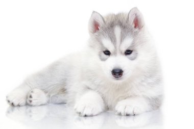 Beyaz arka planda sevimli Sibirya Husky köpeği
