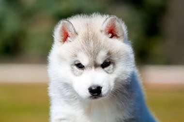 Sibirya Husky köpeği dışarıda.