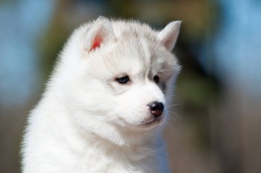 Sibirya Husky köpeği dışarıda.