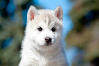Sibirya Husky köpeği dışarıda.