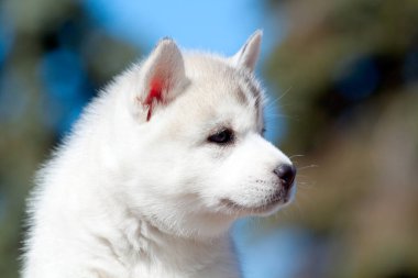 Sibirya Husky köpeği dışarıda.