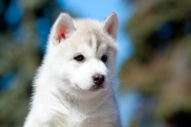 Sibirya Husky köpeği dışarıda.