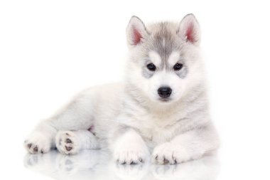 Beyaz arka planda sevimli Sibirya Husky köpeği