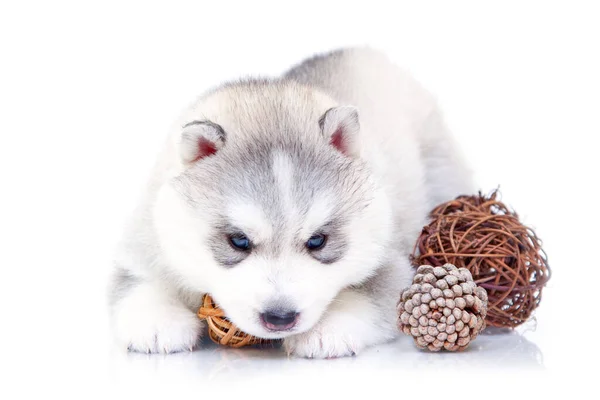 Uroczy Syberyjski Szczeniak Husky Białym Tle — Zdjęcie stockowe