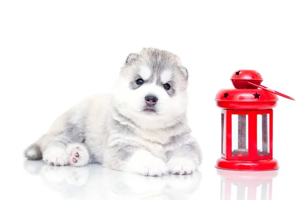 Adorable Cachorro Husky Siberiano Con Linterna Sobre Fondo Blanco — Foto de Stock