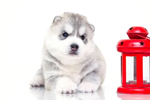 Adorable Cachorro Husky Siberiano Con Linterna Sobre Fondo Blanco — Foto de Stock