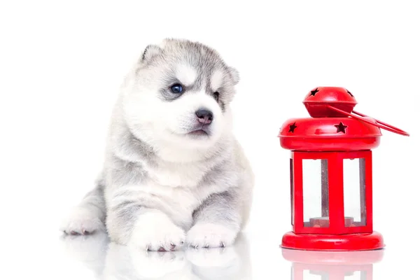 Adorable Cachorro Husky Siberiano Con Linterna Sobre Fondo Blanco — Foto de Stock