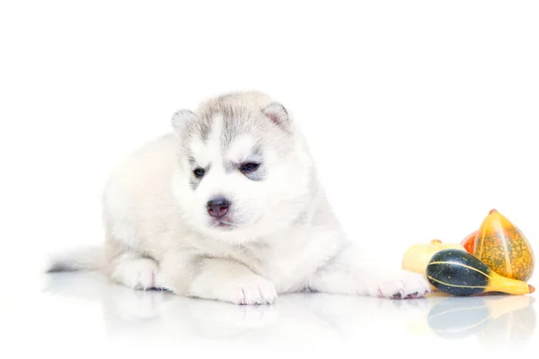 Adorable Cachorro Husky Siberiano Con Pequeñas Calabazas Sobre Fondo Blanco — Foto de Stock