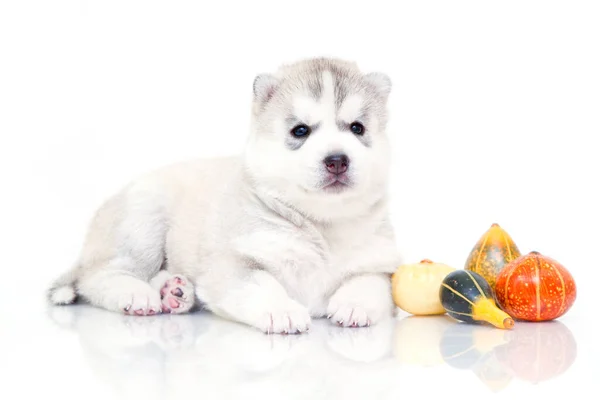 白い背景に小さなカボチャと愛らしいシベリアハスキー子犬 — ストック写真