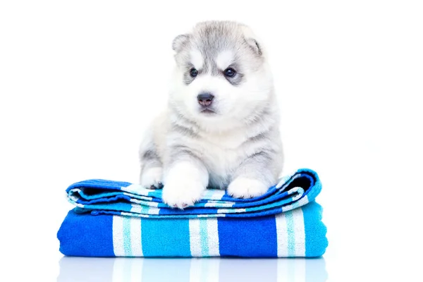 Schattige Siberische Husky Puppy Met Handdoek Witte Achtergrond — Stockfoto