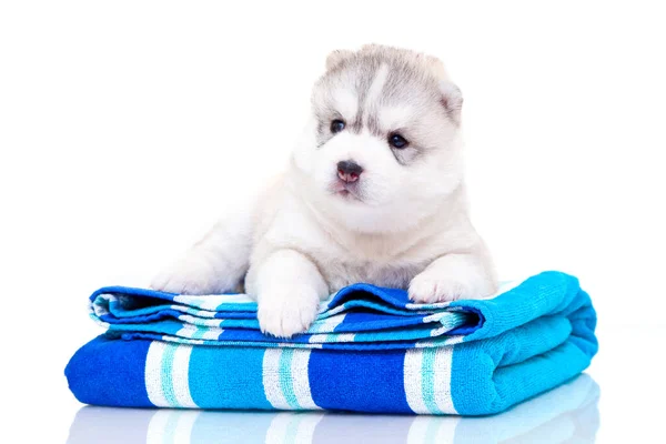 Schattige Siberische Husky Puppy Met Handdoek Witte Achtergrond — Stockfoto