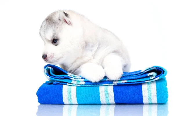 Adorable Cachorro Husky Siberiano Con Toalla Sobre Fondo Blanco —  Fotos de Stock