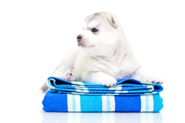 Schattige Siberische Husky Puppy Met Handdoek Witte Achtergrond — Stockfoto