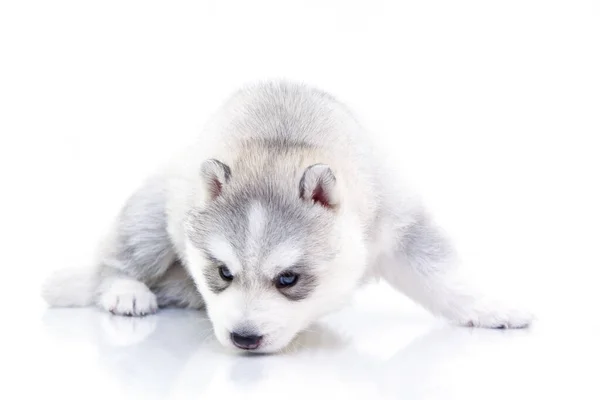 Schattige Siberische Husky Puppy Witte Achtergrond — Stockfoto