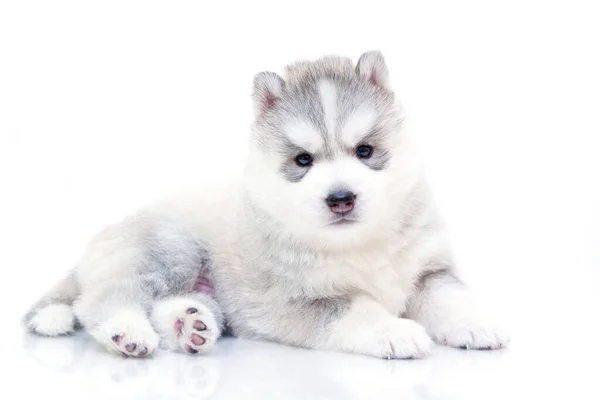 Adorável Siberian Husky Filhote Cachorro Fundo Branco — Fotografia de Stock