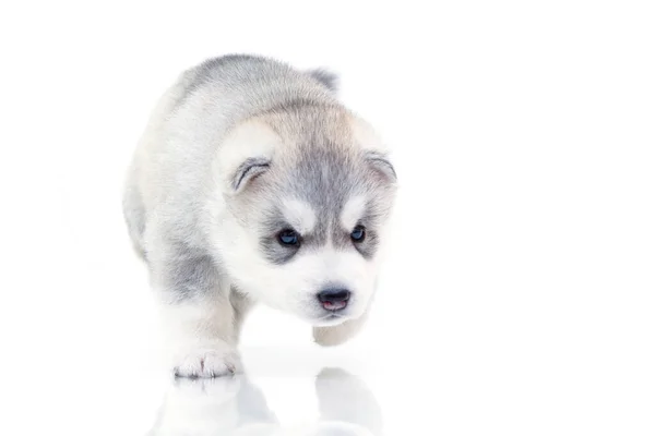 Adorabile Cucciolo Siberiano Husky Sfondo Bianco — Foto Stock