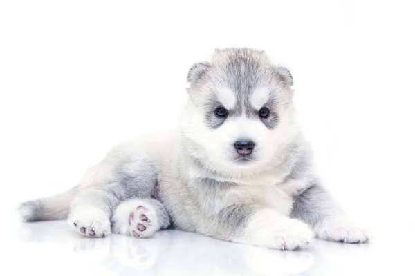 Schattige Siberische Husky Puppy Witte Achtergrond — Stockfoto