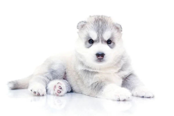 Αξιολάτρευτο Σιβηρίας Husky Κουτάβι Λευκό Φόντο — Φωτογραφία Αρχείου