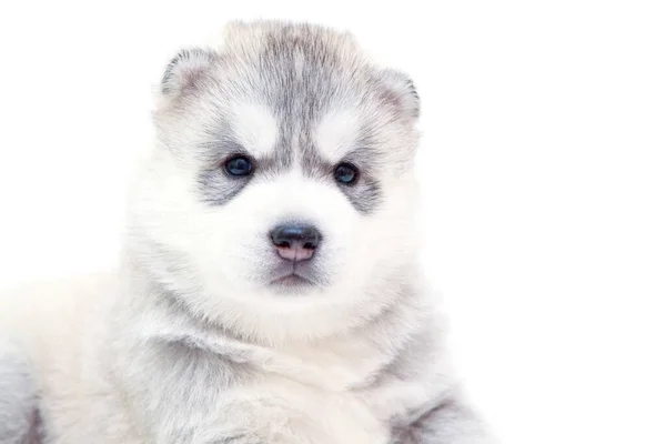 Adorable Chiot Husky Sibérien Sur Fond Blanc — Photo