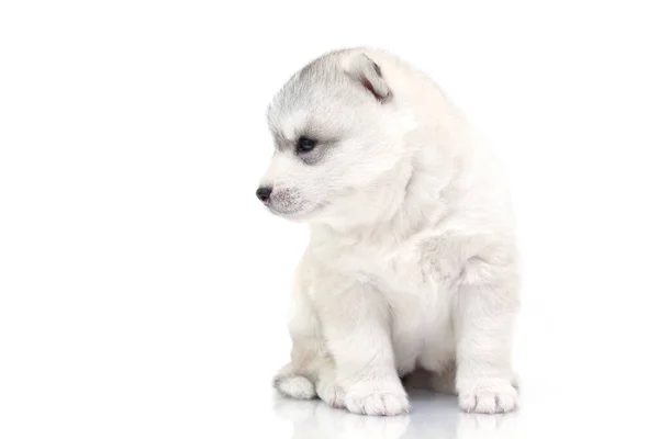 Schattige Siberische Husky Puppy Witte Achtergrond — Stockfoto