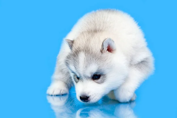 Entzückender Siberian Husky Welpe Auf Blauem Hintergrund — Stockfoto